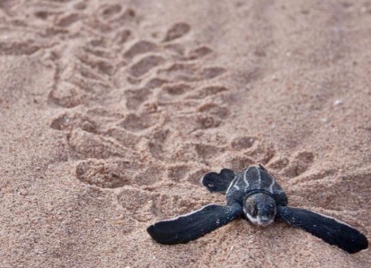 Turtle
